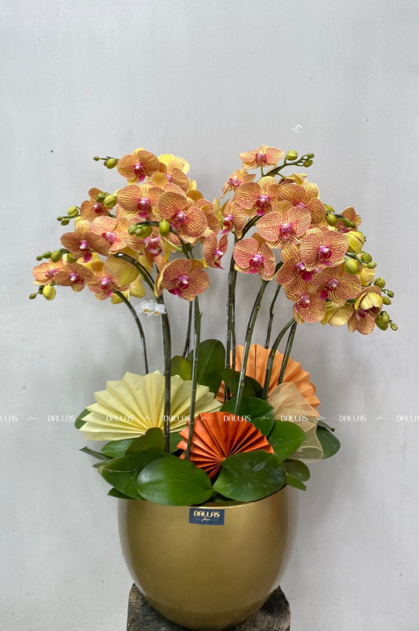 Chậu Lan Hồ Điệp Cam Sọc 10 Cành Đôi (Đ5-C2/04) Chậu Lan Hồ Điệp Cam Sọc 10 Cành Đôi (Đ5-C2/04)