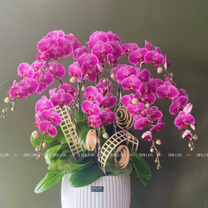 Chậu Lan Hồ Điệp Đột Biến Tím 10 Cành (Đ10-ĐB1/03)