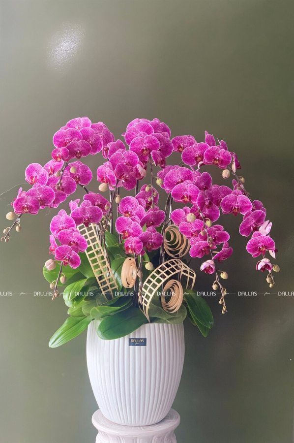 Chậu Lan Hồ Điệp Đột Biến Tím 10 Cành (Đ10-ĐB1/03) Chậu Lan Hồ Điệp Đột Biến Tím 10 Cành (Đ10-ĐB1/03)