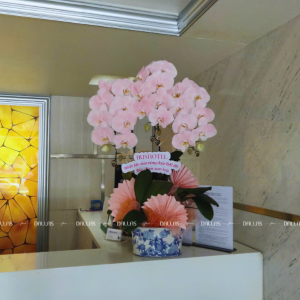 Chậu Lan Hồ Điệp Hồng Pastel Signature 3 Cành (Đ3-NH1/04)
