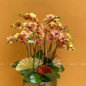 Chậu Lan Hồ Điệp Cam Sọc 10 Cành Đôi (Đ5-C2/04)