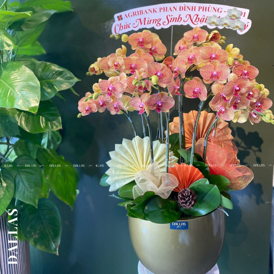 Chậu Lan Hồ Điệp Cam Sọc 10 Cành Đôi (Đ5-C2/04) Chậu Lan Hồ Điệp Cam Sọc 10 Cành Đôi (Đ5-C2/04)