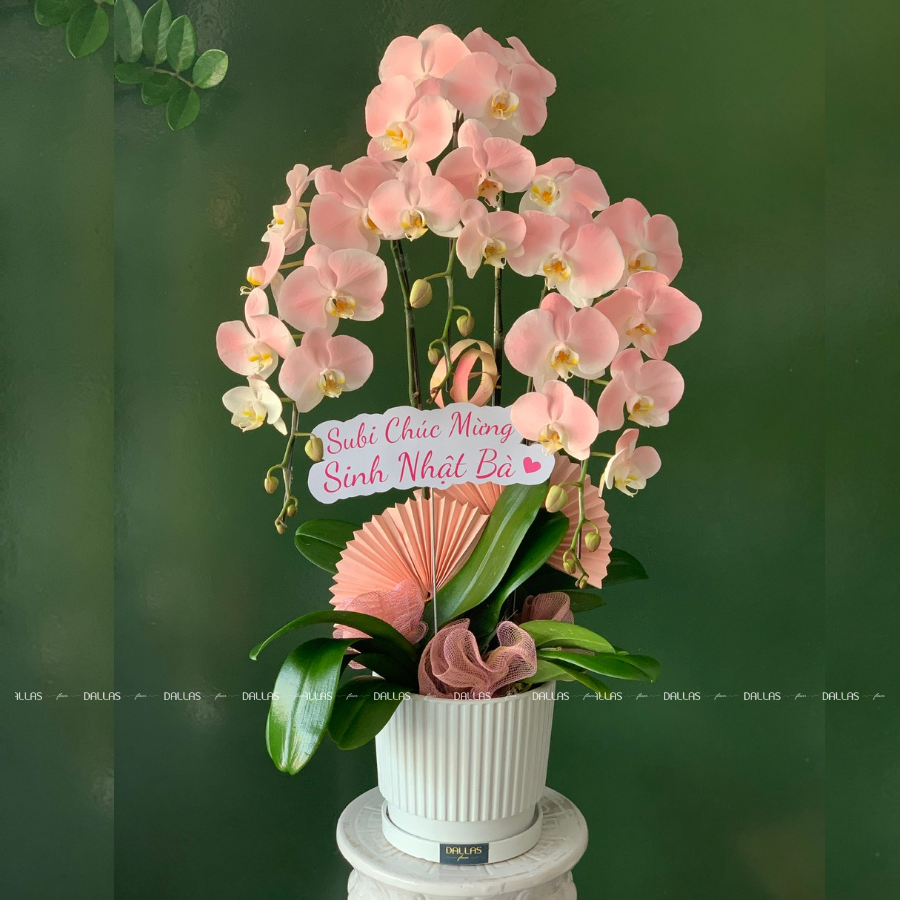 Chậu Lan Hồ Điệp Hồng Pastel 3 Cành (Đ3-NH1/03) Chậu Lan Hồ Điệp Hồng Pastel 3 Cành (Đ3-NH1/03)