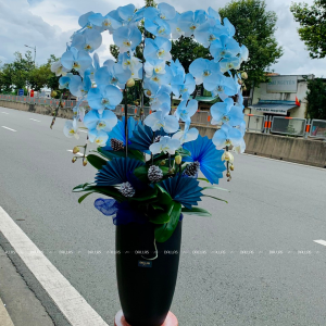 Chậu Lan Hồ Điệp Phun Màu - Xanh Dương 6 Cành (Đ6-NX1/03)