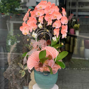 Chậu Lan Hồ Điệp Phun Sơn - 2 Màu Hồng Cam 3 Cành (Đ3-NHC1/01)
