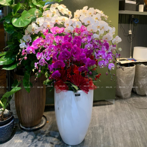 Chậu Lan Hồ Điệp Phối Nhiều Màu 20 Cành (Đ20-TR1/03/C)