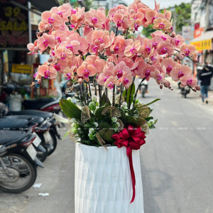Chậu Lan Hồ Điệp Cam 15 Cành (Đ15-C1/01/C)