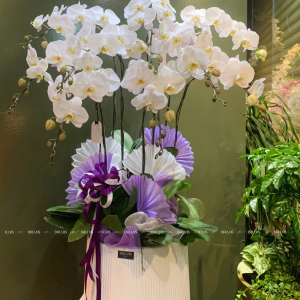 Chậu Lan Hồ Điệp Trắng 9 Cành (Đ9-TR1/03)