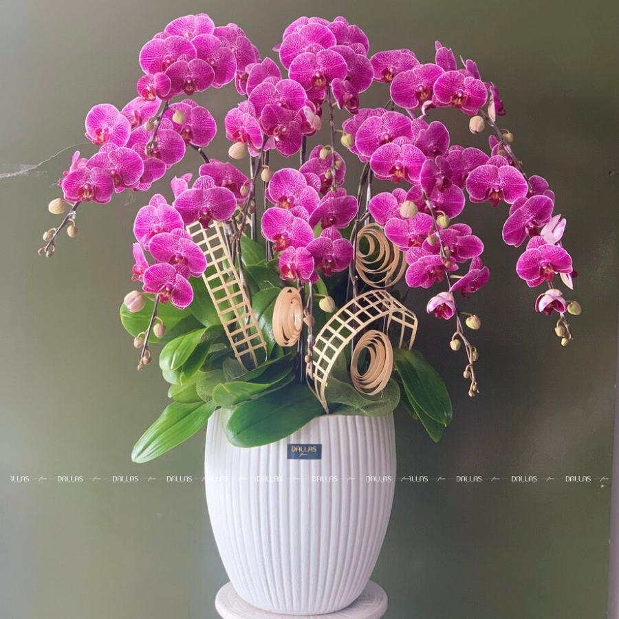 Chậu Lan Hồ Điệp Đột Biến Tím 10 Cành (Đ10-ĐB1/03) Chậu Lan Hồ Điệp Đột Biến Tím 10 Cành (Đ10-ĐB1/03)