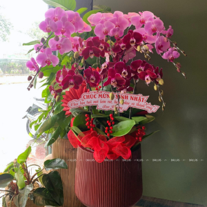 Chậu Lan Hồ Điệp 10 Cành - 2 Màu Đỏ Hồng (Đ10-Mix1/05)