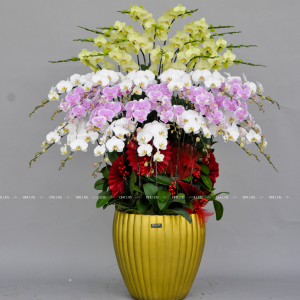 Chậu Lan Hồ Điệp Đa Sắc 39 Cành (Đ39- Mix1/01/C)