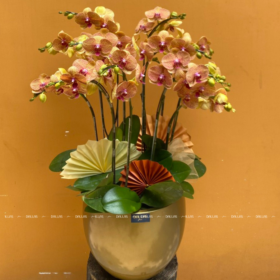 Chậu Lan Hồ Điệp Cam Sọc 10 Cành Đôi (Đ5-C2/04) Chậu Lan Hồ Điệp Cam Sọc 10 Cành Đôi (Đ5-C2/04)