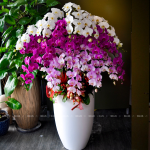 Chậu Lan Hồ Điệp Phối Nhiều Màu 20 Cành (Đ20-TR1/01/C)