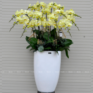 Chậu Lan Hồ Điệp Xanh Táo 20 Cành (Đ20-TR1/02/C)