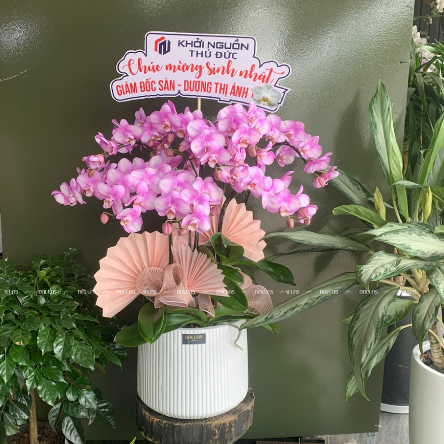 Chậu Lan Hồ Điệp Đột Biến Tím 10 Cành Đôi (Đ5-ĐB2/02) Chậu Lan Hồ Điệp Đột Biến Tím 10 Cành Đôi (Đ5-ĐB2/02)