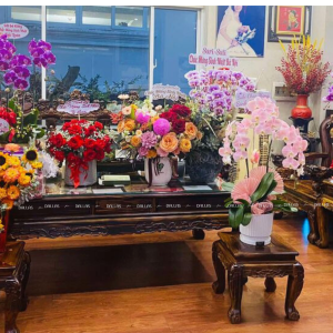 Chậu Lan Hồ Điệp Hồng Pastel 3 Cành (Đ3-NH1/03)