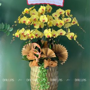 Chậu Lan Hồ Điệp Vàng 10 Cành (Đ12-V1/01/C)