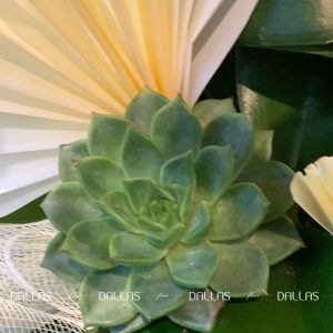 Chậu Lan Hồ Điệp Vàng 10 Cành (Đ10-V1/29)