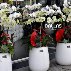 Chậu Lan Hồ Điệp 9 Cành Mix Xanh Táo & Trắng (Đ9-Mix1/15)