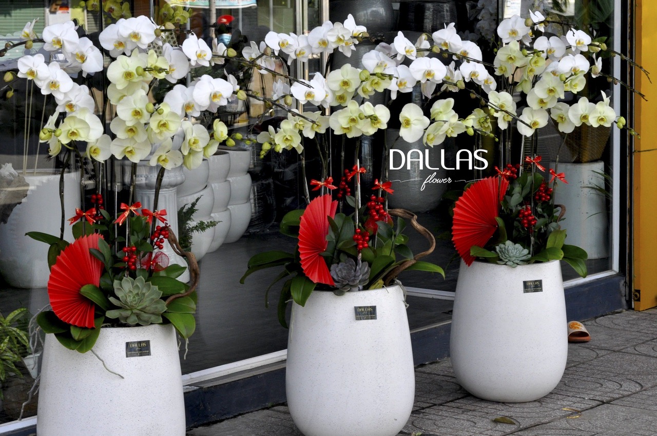 Chậu Lan Hồ Điệp 9 Cành Mix Xanh Táo & Trắng (Đ9-Mix1/15) Chậu Lan Hồ Điệp 9 Cành Mix Xanh Táo & Trắng (Đ9-Mix1/15)