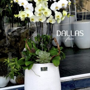 Chậu Lan Hồ Điệp 9 Cành Mix Xanh Táo & Trắng (Đ9-Mix1/15)