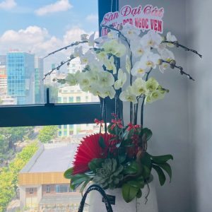 Chậu Lan Hồ Điệp 9 Cành Mix Xanh Táo & Trắng (Đ9-Mix1/15)