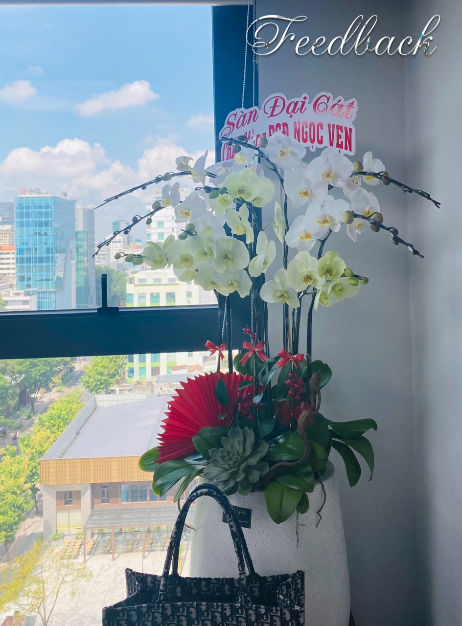 Chậu Lan Hồ Điệp 9 Cành Mix Xanh Táo & Trắng (Đ9-Mix1/15) Chậu Lan Hồ Điệp 9 Cành Mix Xanh Táo & Trắng (Đ9-Mix1/15)