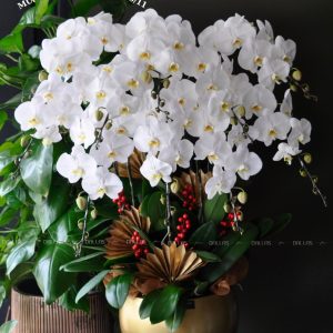 Chậu Lan Hồ Điệp Trắng 9 Cành (Đ9-TR1/02)