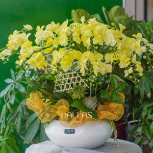 Chậu Lan Hồ Điệp Mini Vàng 10 cành (T5-N24/05)