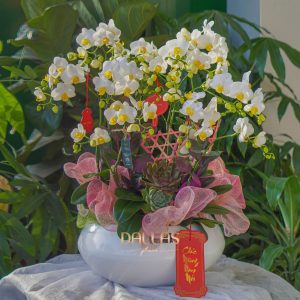 Chậu Lan Hồ Điệp Mini Trắng 10 cành (T5-N24/04)