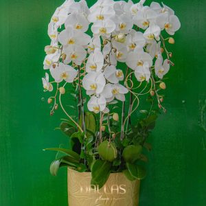 Chậu Lan Hồ Điệp Trắng 6 Cành (T5-N24/02)