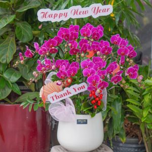 Chậu Lan Hồ Điệp Mini Tím 12 Cành (T5-N24/01)