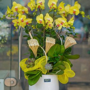 Chậu Lan Hồ Điệp Vàng 7 Cành (T5-N26/01)