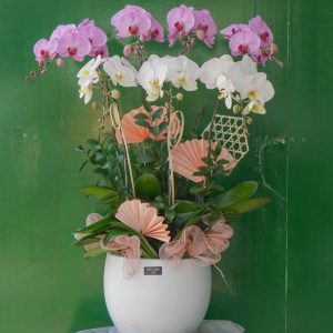 Chậu Lan Mix Trắng Hồng 7 Cành (T5-N26/03)