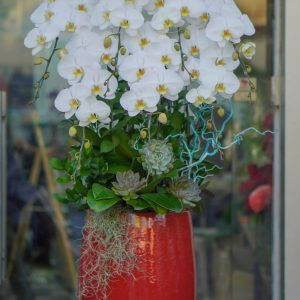 Chậu Lan Trắng 7 Cành (T5-C26/11)