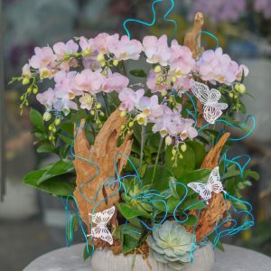 Chậu Lan Hồ Điệp Mini Hồng 10 Cành (T5-N26/023)