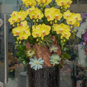 Chậu Hoa Lan Hồ Điệp Vàng 10 Cành (T5-C27/16)