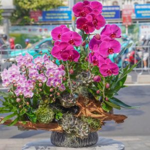 Chậu Hoa Lan Hồ Điệp 3 Cành Đại Mix 3 Cành Mini