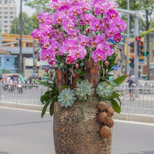 Chậu Lan Tím (T5-C24/05)