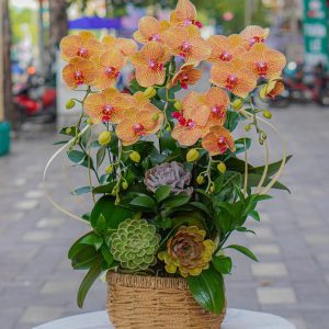 Chậu Hoa Lan Hồ Điệp Cam Sọc 5 Cành (T5-C27/17)