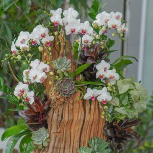 Chậu Lan Phối Lũa 7 Cành (T5-C26/10)