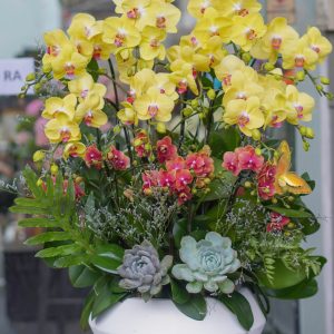 Chậu Hoa Lan Hồ Điệp Đại Mix Mini ( T5-C27/14)