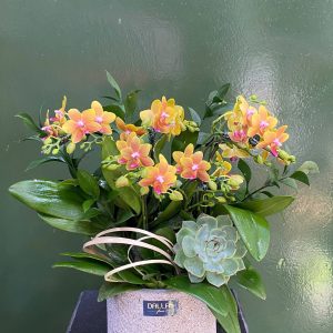 Chậu Lan Hồ Điệp Mini Cam (T5-N26/05)