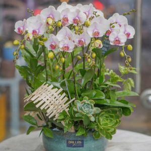 Chậu Lan Hồ Điệp Mini Hồng (T5-N26/024)