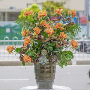 Chậu Lan Hồ Điệp Mini Cam Phối Nghệ Thuật 12 Cành (T5-N27/019)