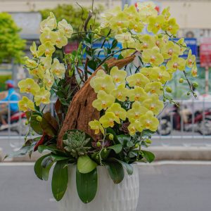 Chậu Hoa Lan Hồ Điệp Vàng (T5-C27/12)