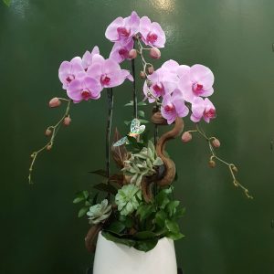 Chậu Lan Hồ Điệp Hồng (T5-N26/06)