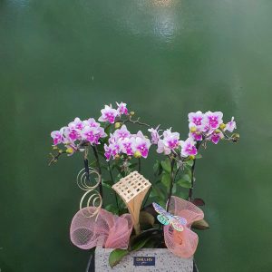 Chậu Lan Hồ Điệp Mini Hồng (T5-N26/06)