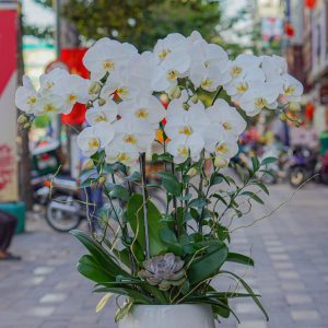 Chậu Hoa Lan Hồ Điệp Trắng (T5-C23/04)