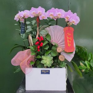 Chậu Lan Hồ Điệp Tím Kèm Sen Đá (T5-N26/08)